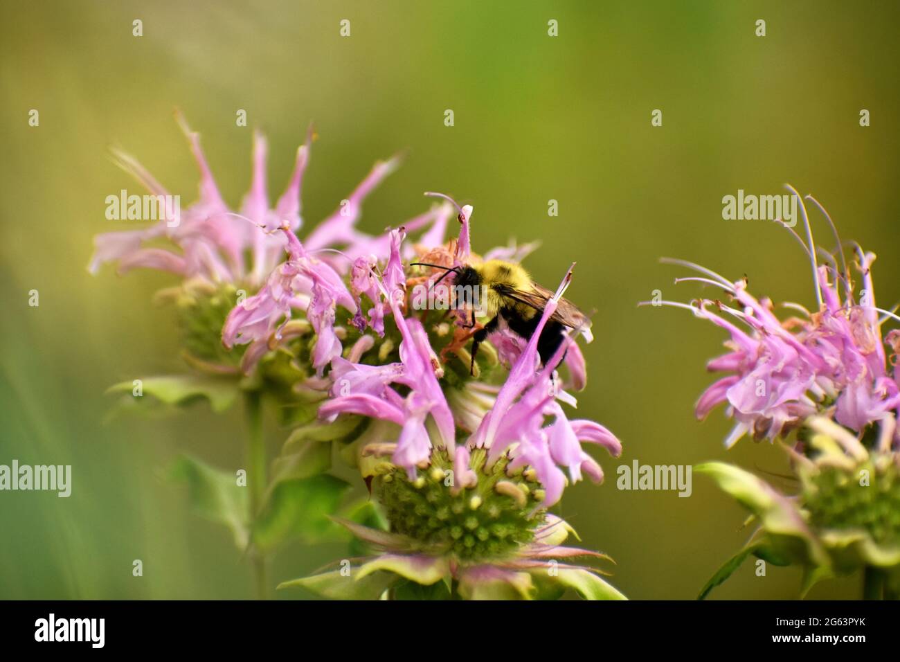 Bumblebee (Bombus sp) pollinating flowers of a bee balm plant (Monarda sp) with a blurred green and tan background. Stock Photo