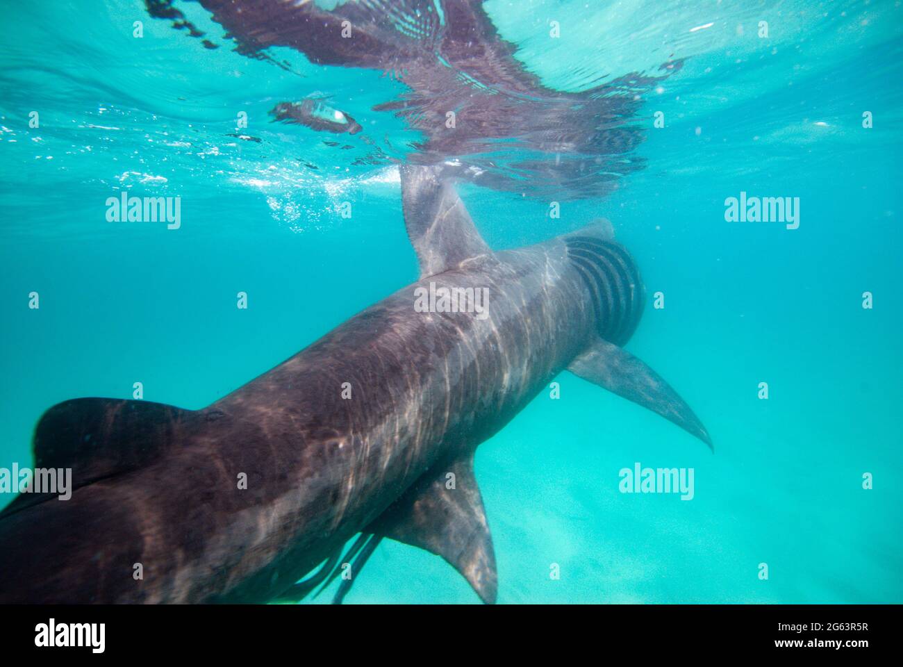 Basking shark swimming england hi-res stock photography and images - Alamy