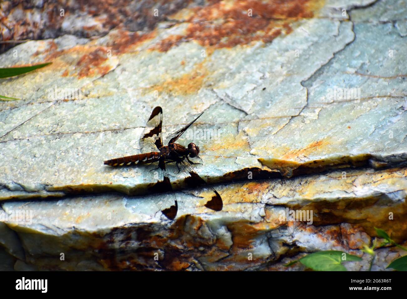 A female Common Whitetail dragonfly (Plathemis lydia) resting on a green and tan rock. Stock Photo