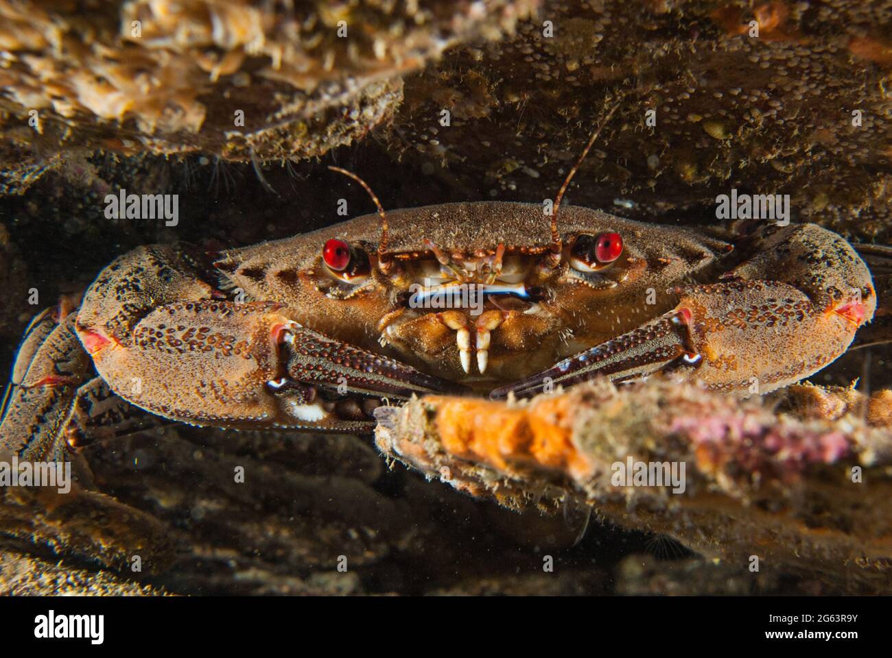 Portrait of a Velvet swimming crab (Necora puber) sitting under a rock in Plymouth Sound Uk Stock Photo