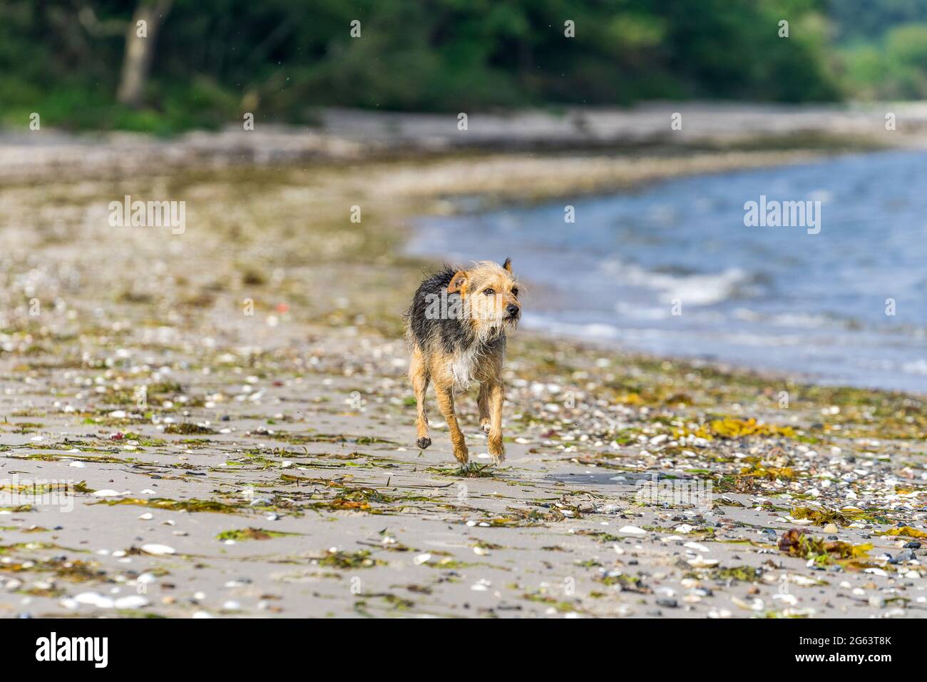 Hund tobt am Strand Stock Photo