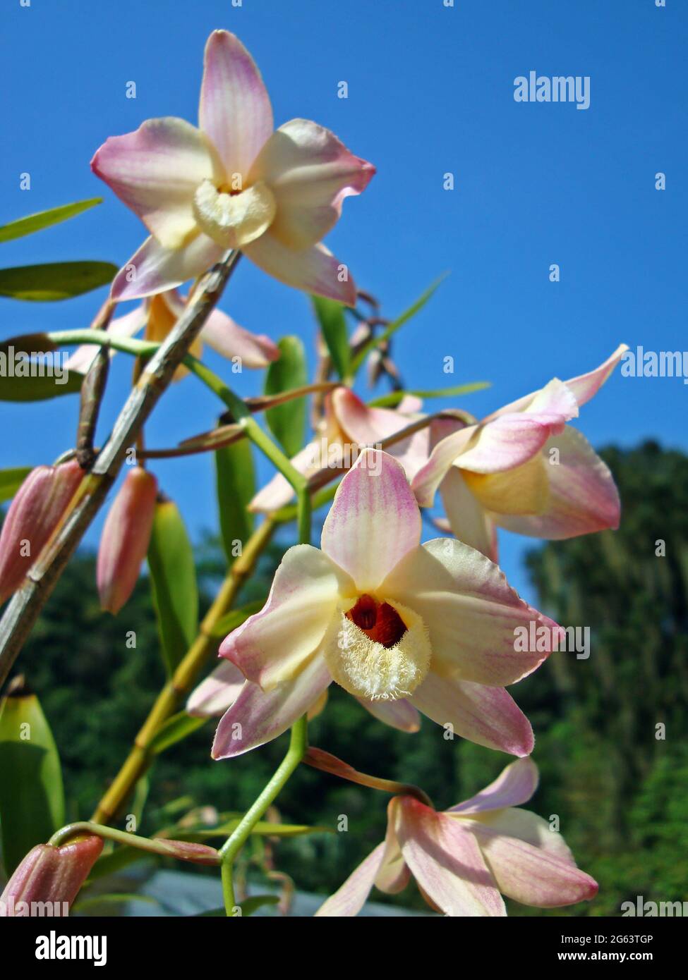 Orchids on tropical garden, Dendrobium Stock Photo