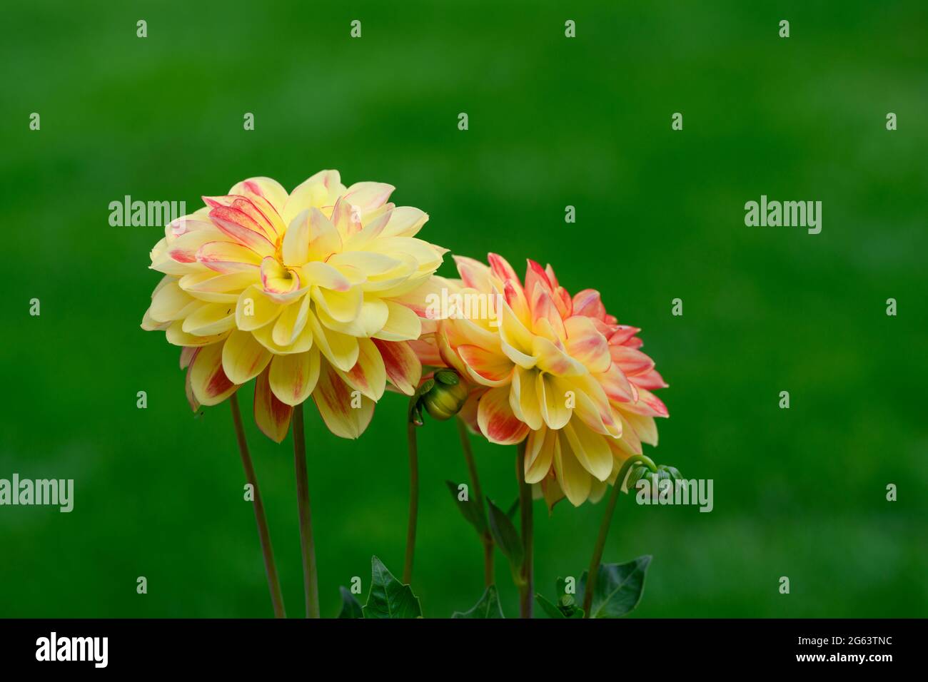 Yellow and pink dahlia flowers set against an out of focus grass background Stock Photo