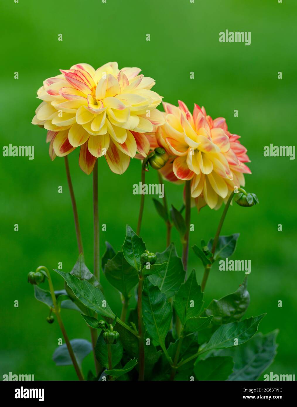 Yellow and pink dahlia flowers set against an out of focus grass background Stock Photo