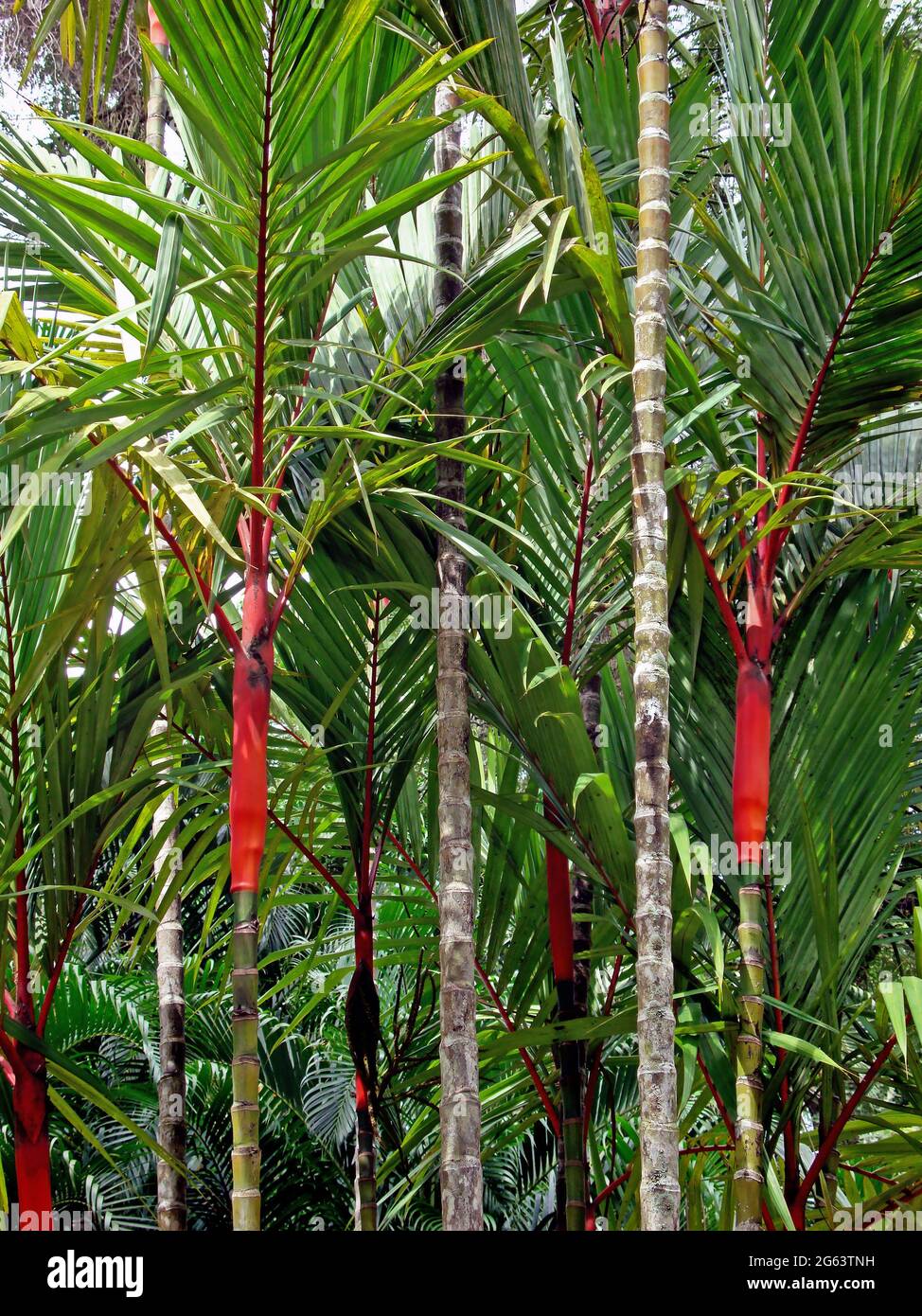 Wax Sealing Palm or Lipstick Palm (Cyrtostachys renda) Stock Photo