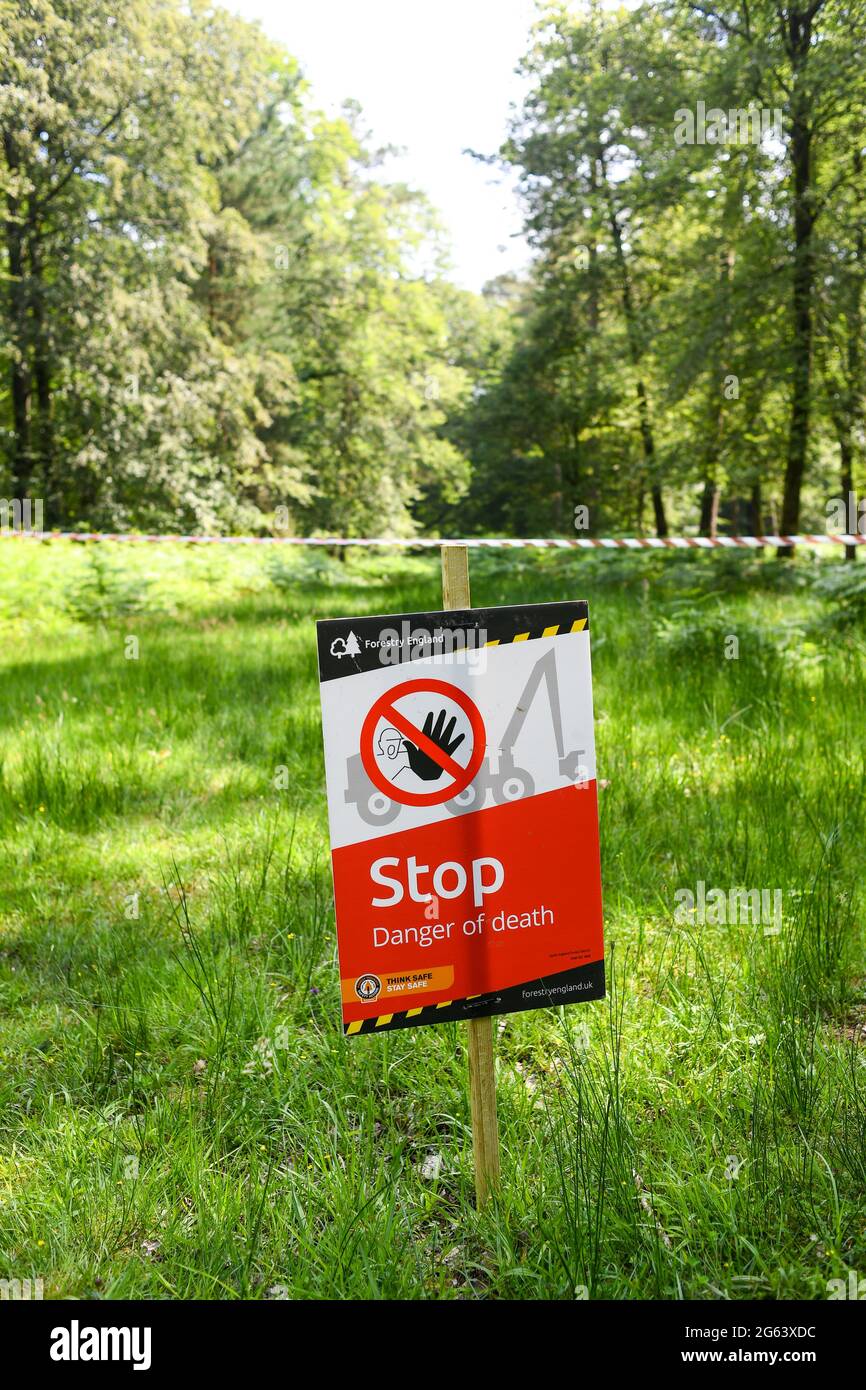 Forest Management in the New Forest Hampshire removing trees for timber production and restoring