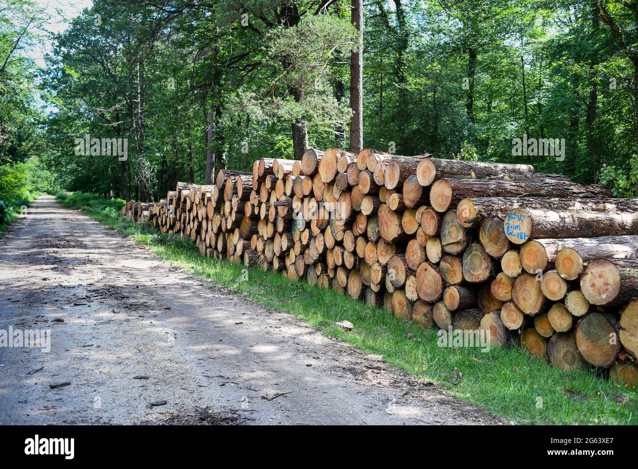 Forest Management in the New Forest Hampshire removing trees for timber production and restoring