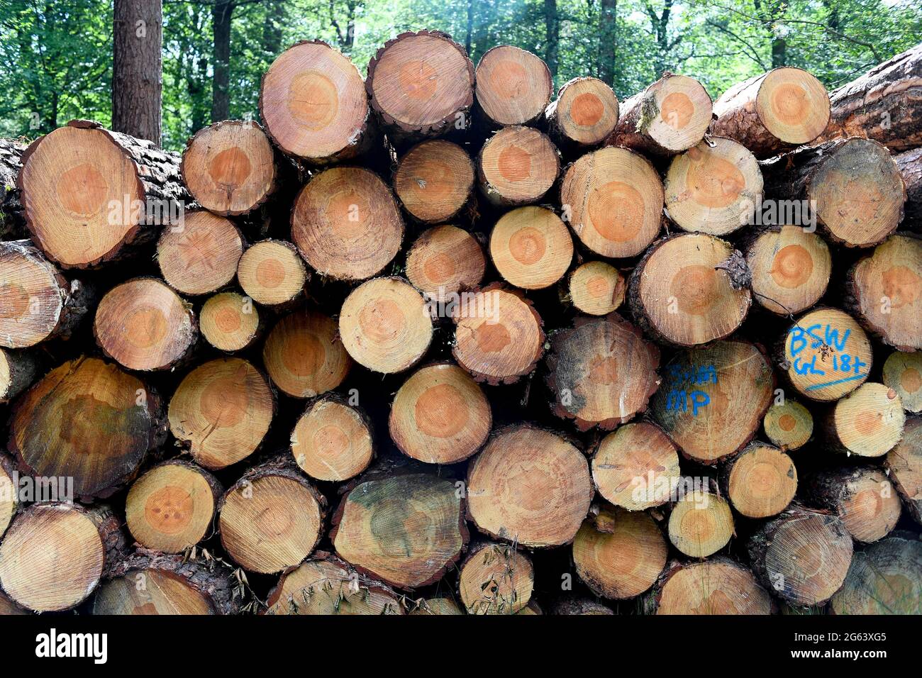 Forest Management in the New Forest Hampshire removing trees for timber production and restoring