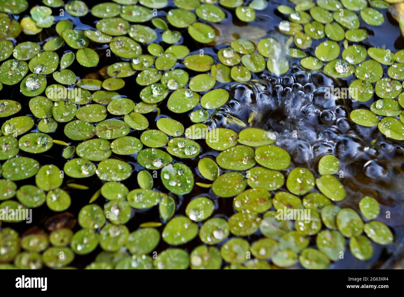 Water plants in the pond (Salvinia auriculata) Stock Photo