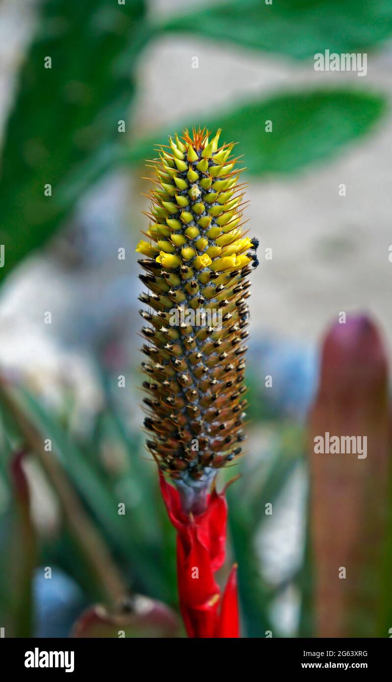 Bromeliad inflorescence on tropical rainforest Stock Photo