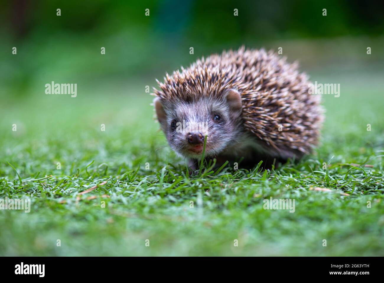 funny one hedgehog sits in a clearing Stock Photo