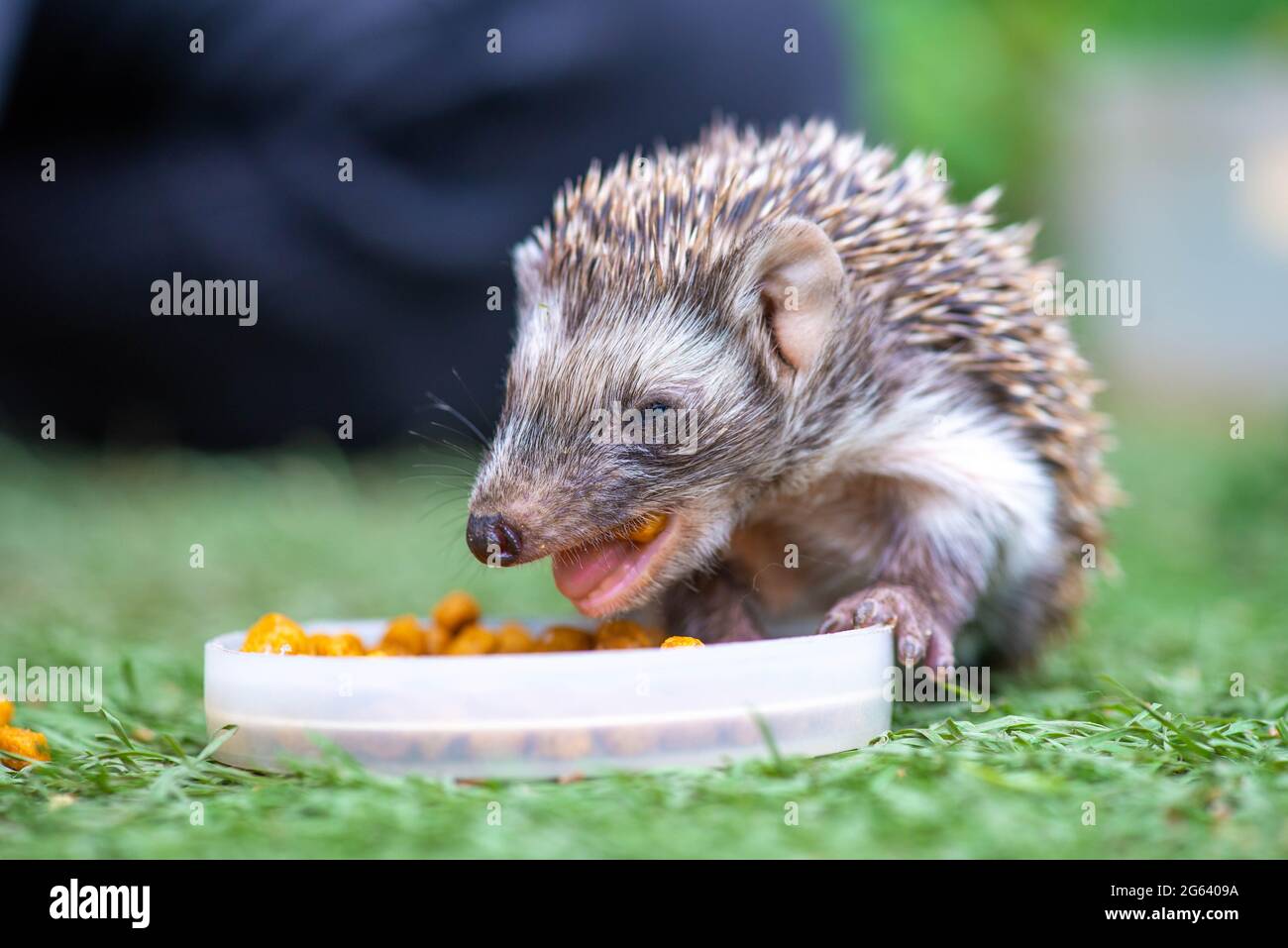 cool one hedgehog eats on the green grass Stock Photo Alamy