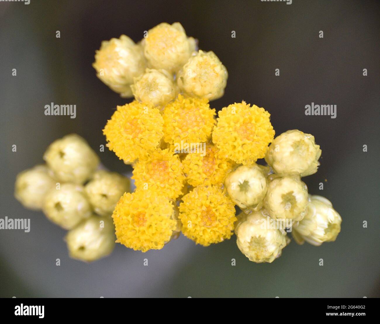 Helichrysum stoechas plant in flower. Yellow flowering, located on a country road. Stock Photo