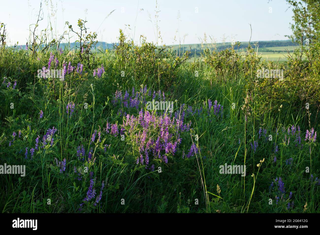 Summer flowers in the meadow Stock Photo - Alamy