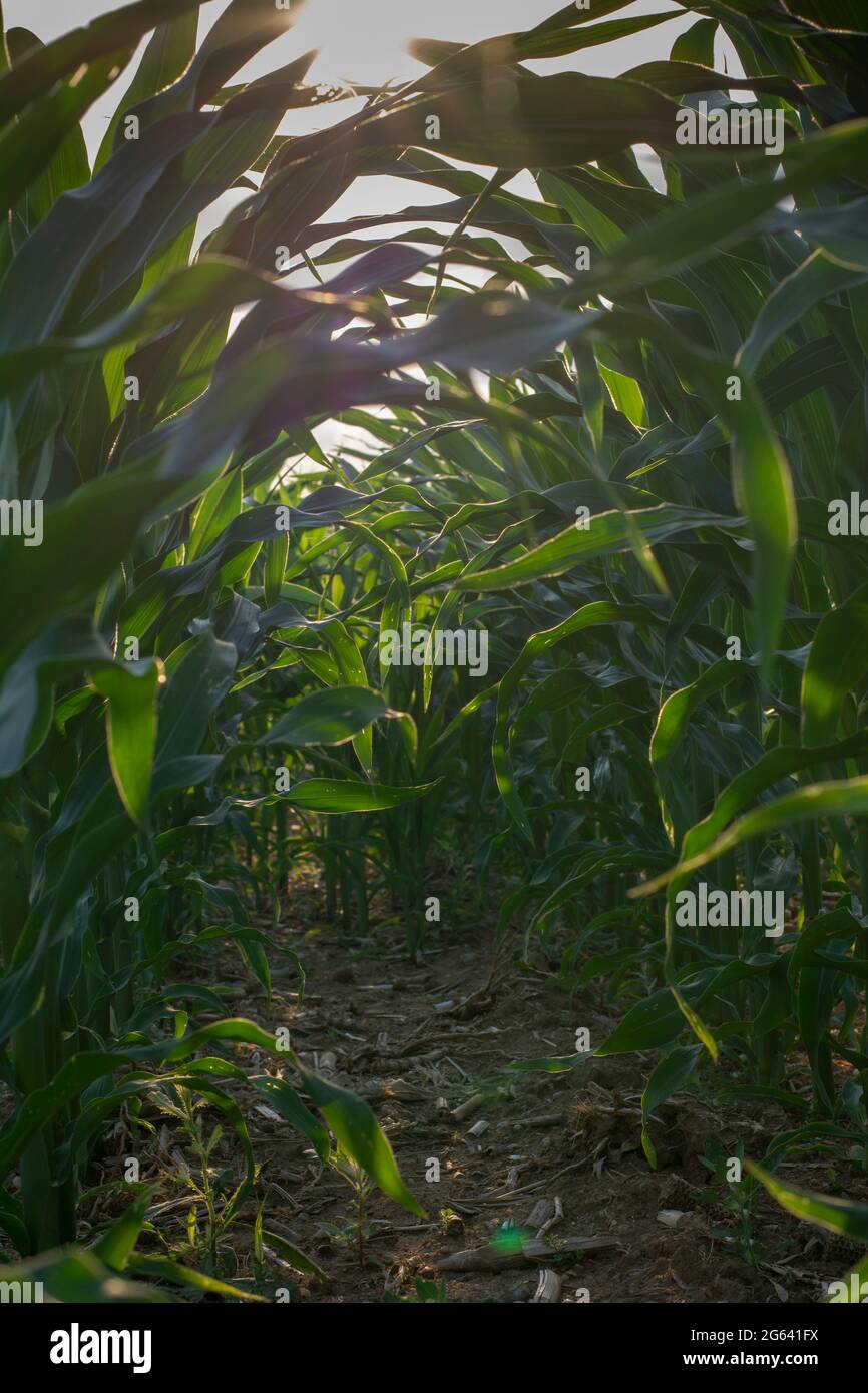 Sunlight shining through green corn leaves (Zea mays). Maize agricultural field, view from bottom. Stock Photo