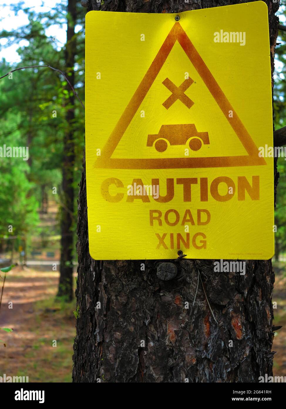 Caution road xing sign hanging from a tree Stock Photo - Alamy