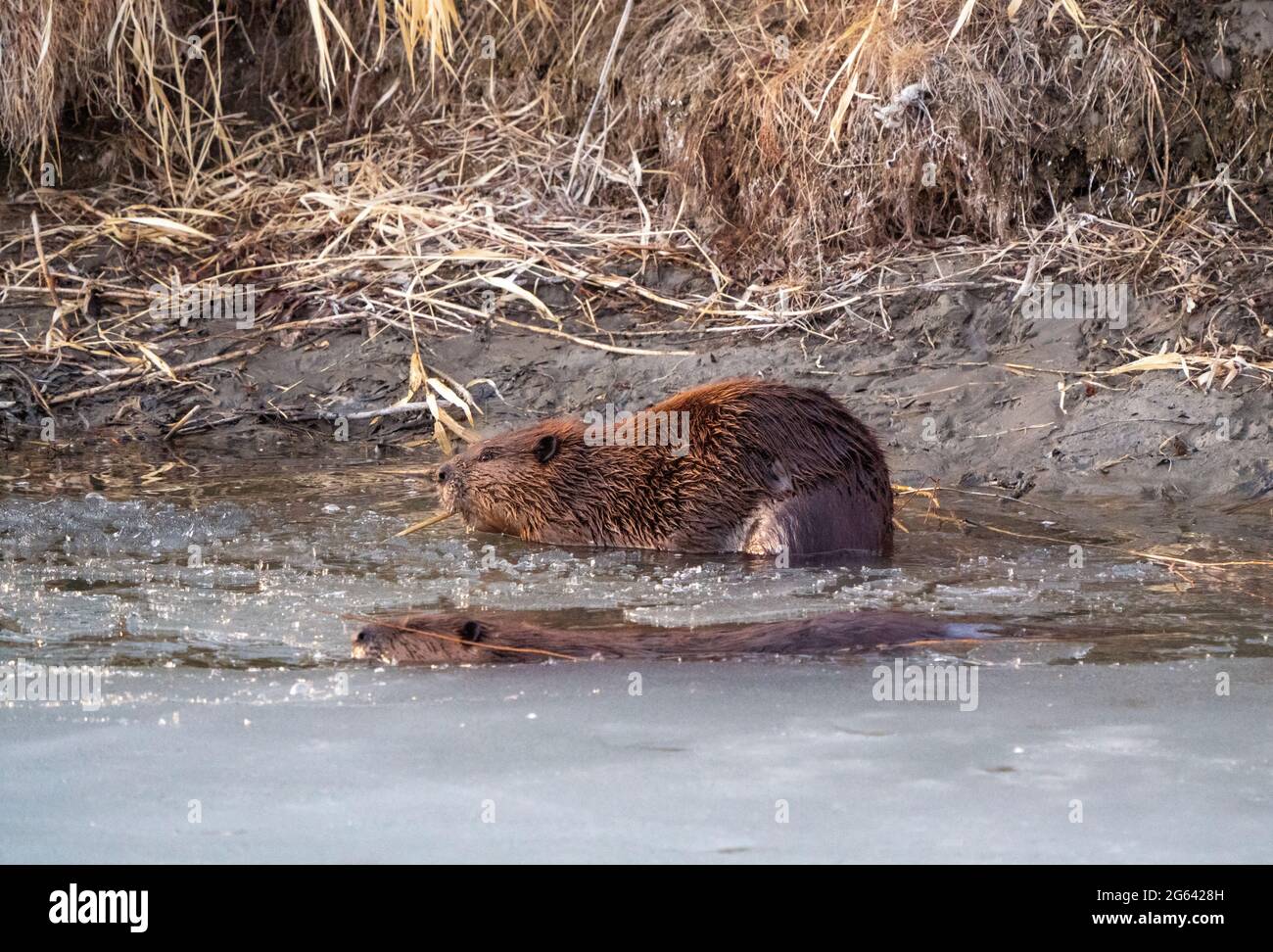Beaver in spring hi-res stock photography and images - Alamy