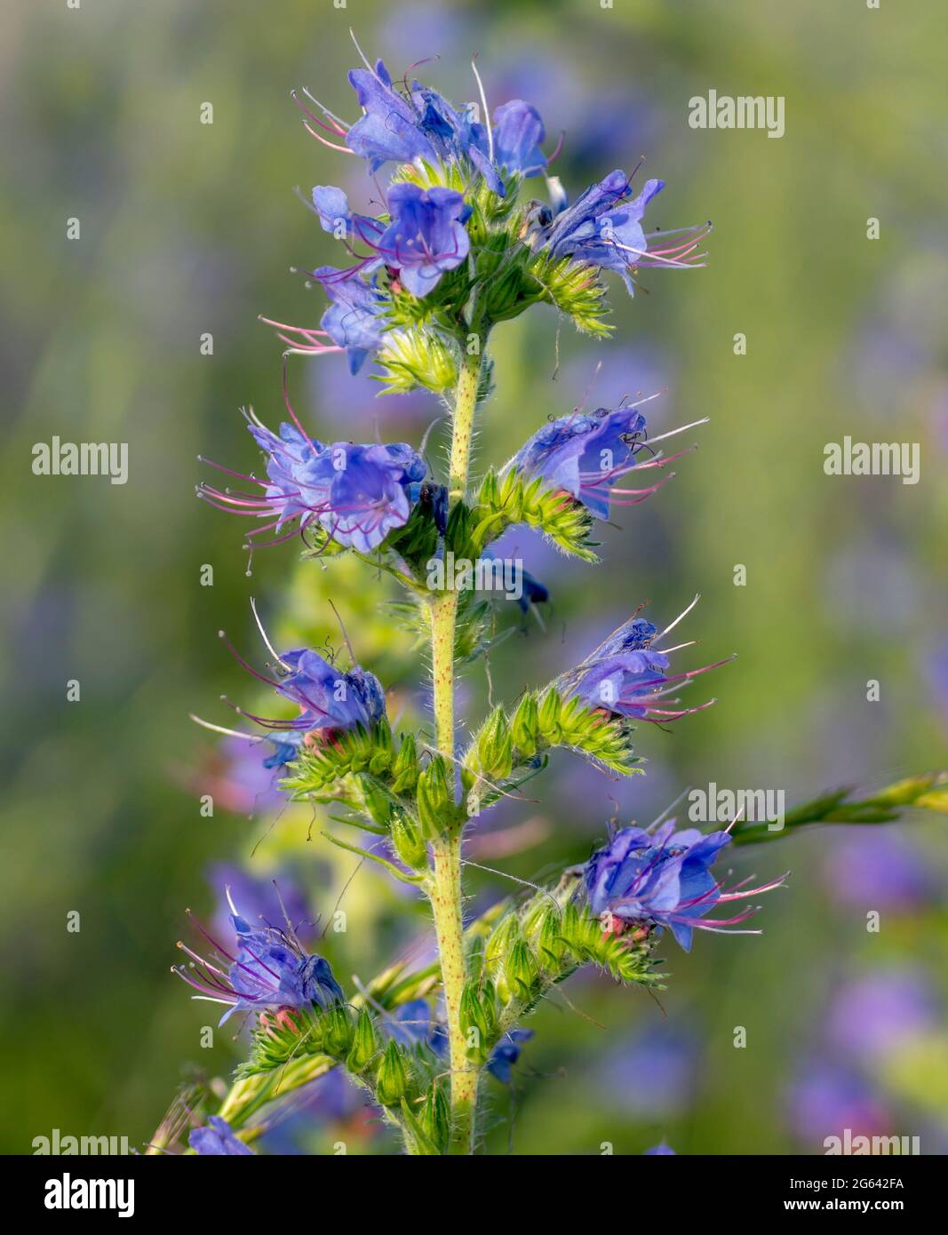 Purple viper'sbugloss (Echium plantagineum) flowering in the summer