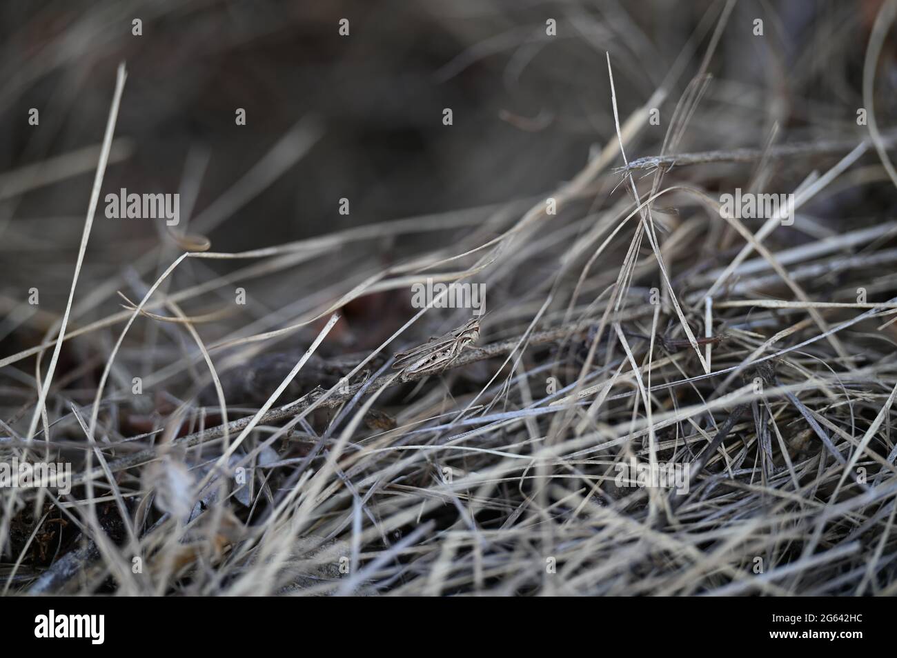 cricket camouflage in a dry forest Stock Photo Alamy