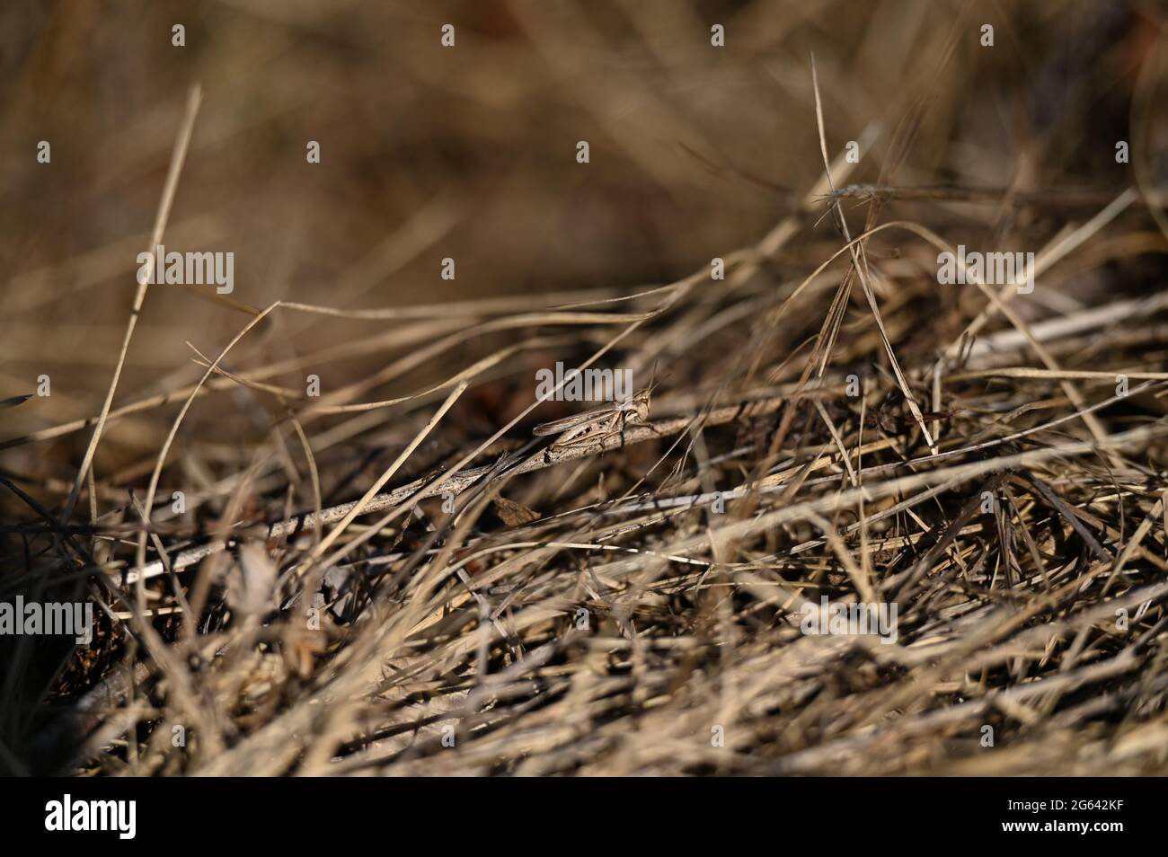 cricket camouflage in a dry forest Stock Photo