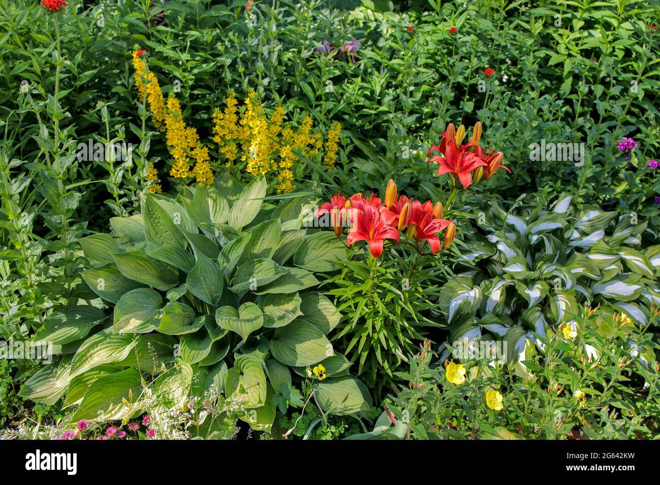 A flower bed with a yellow loosestrife, hosta and lily. Landscape gardening. Summer time Stock Photo
