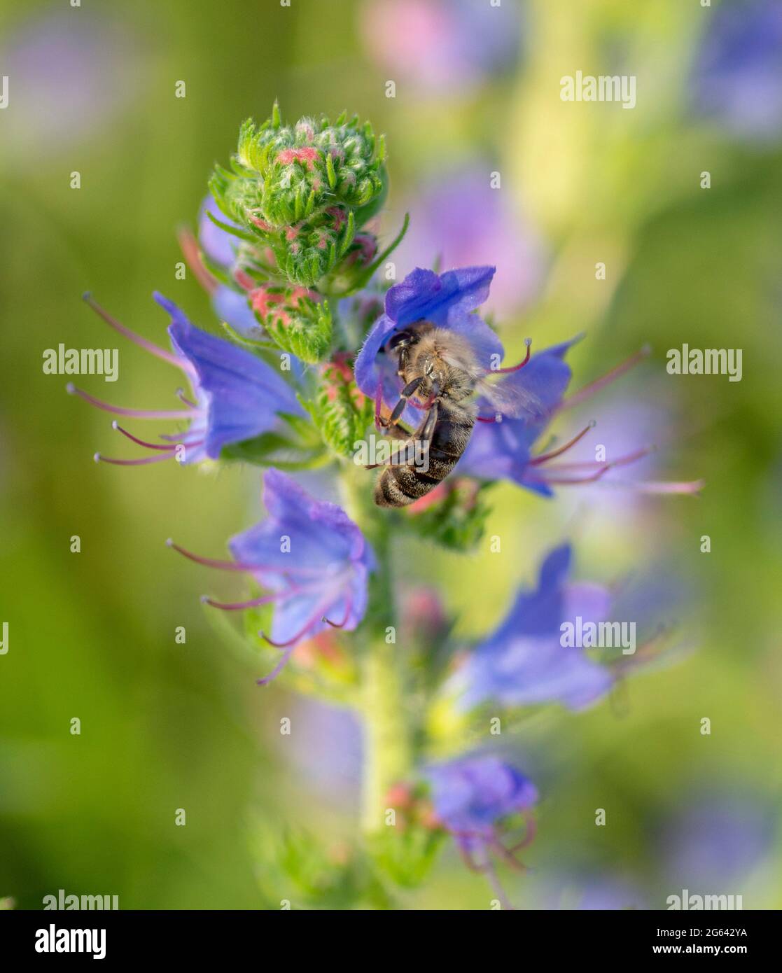 Purple viper'sbugloss (Echium plantagineum) flowering in the summer