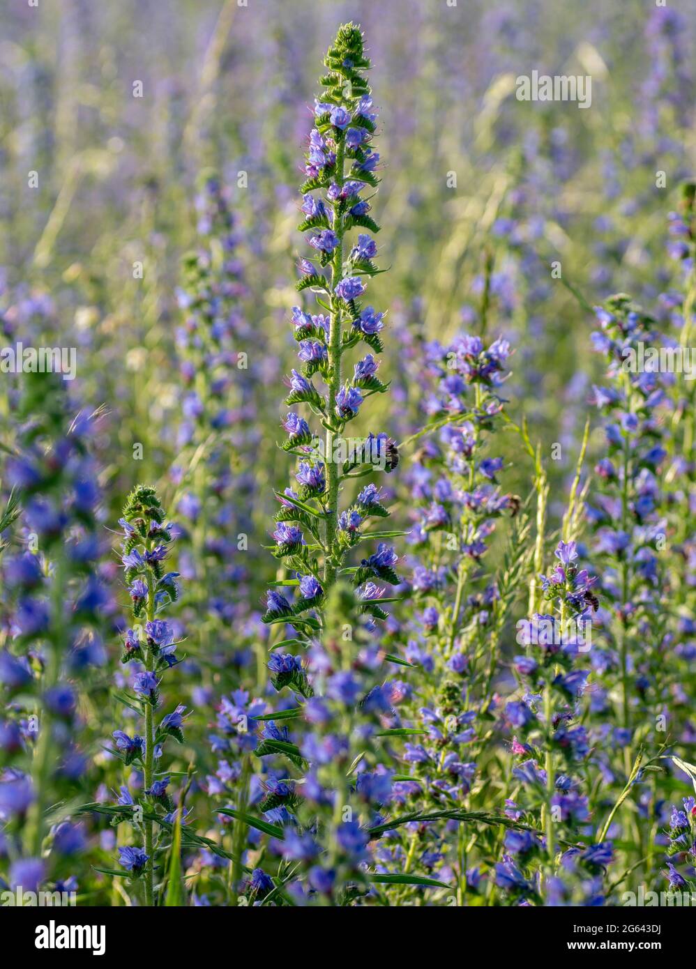 Purple viper's-bugloss (Echium plantagineum) flowering in the summer. Blooming Paterson's curse plant. Stock Photo