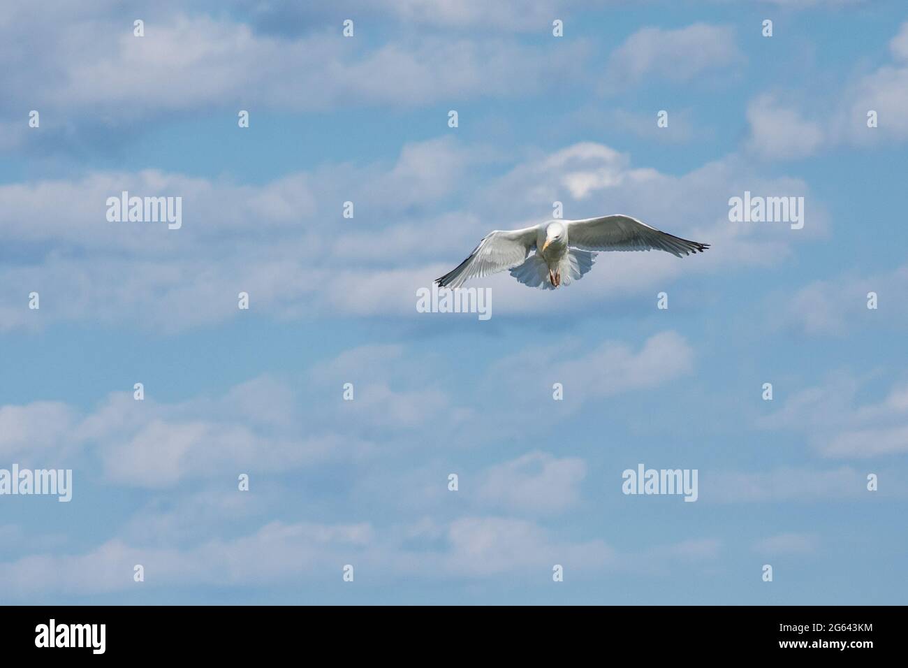 A seagull soaring across partly cloudy sky. Stock Photo