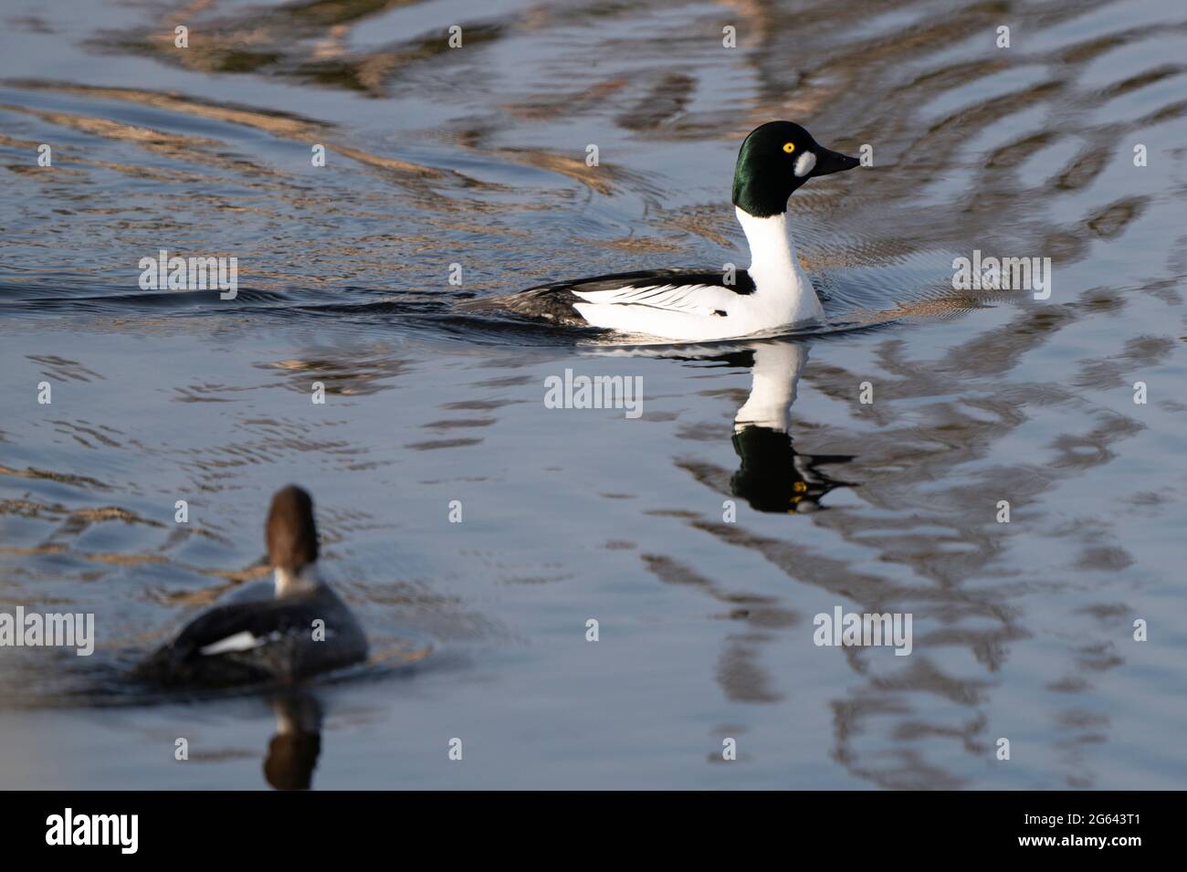 Duck lake saskatchewan hires stock photography and images Alamy
