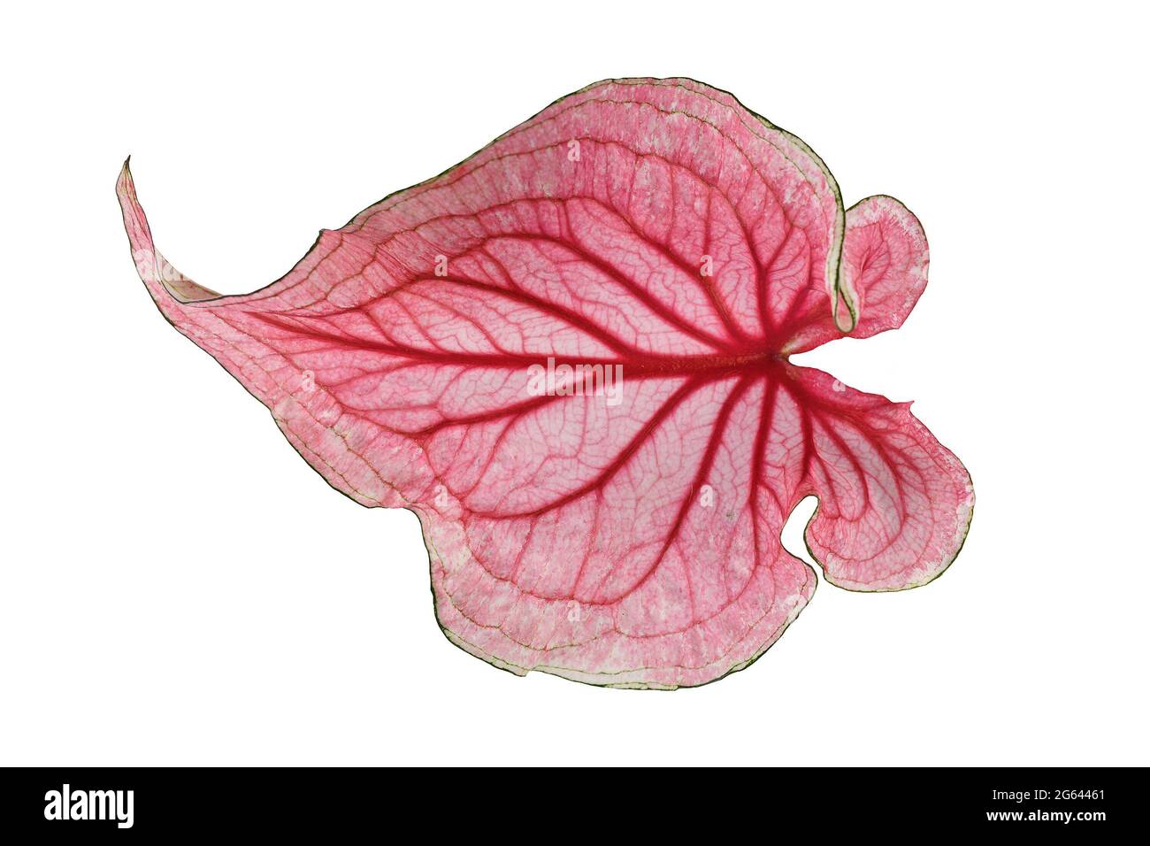 Single leaf of tropical pink 'Caladium Florida Sweetheart' plant isolated on white background Stock Photo