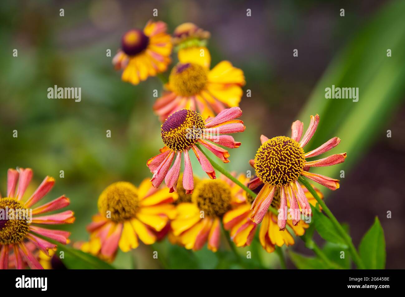 Colourful summer flowering Helenium flowers also known as Sneezeweed Stock Photo