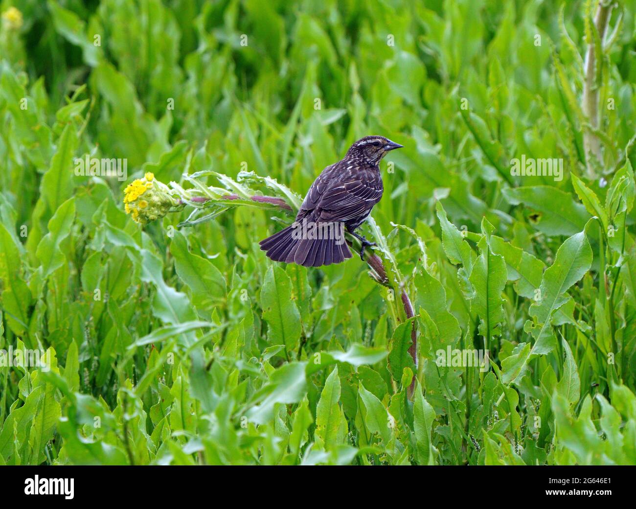 Prairie Sparrow on Branch in Saskatchewan Canada Stock Photo