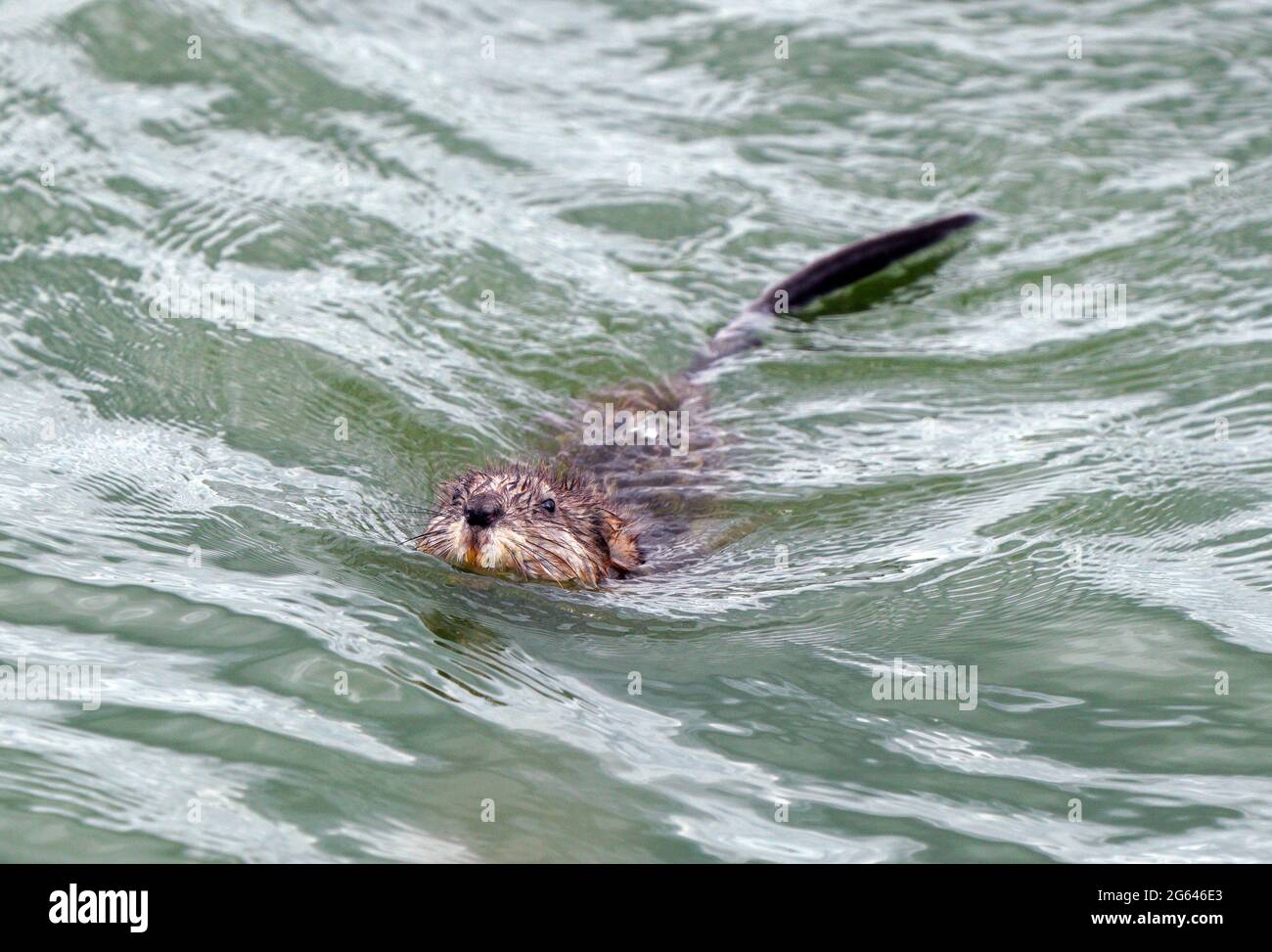 Muskrat in Pond in Saskatchewan Canada Springtime Stock Photo