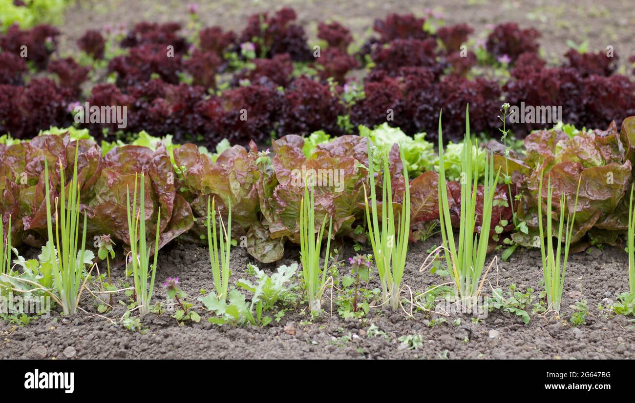 Red onion plant soil hi-res stock photography and images - Alamy