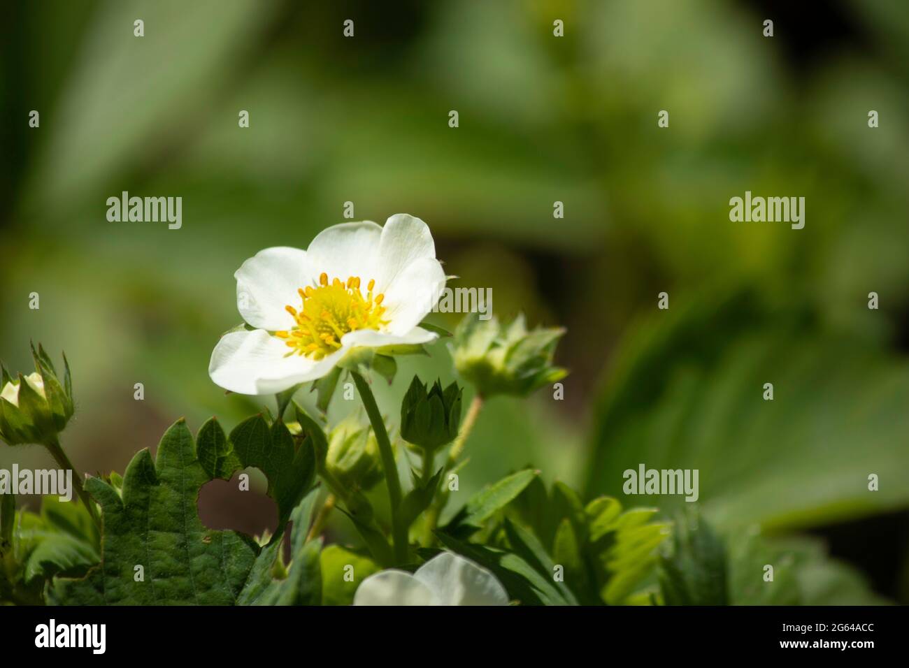 white strawberry flowers and green leaves Stock Photo - Alamy