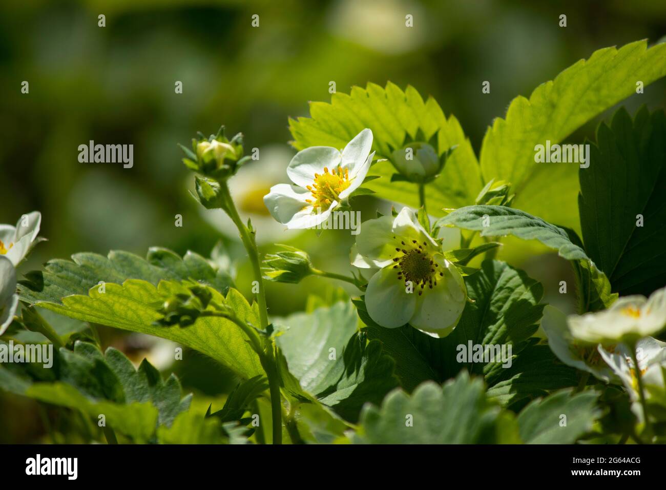 white strawberry flowers and green leaves Stock Photo - Alamy