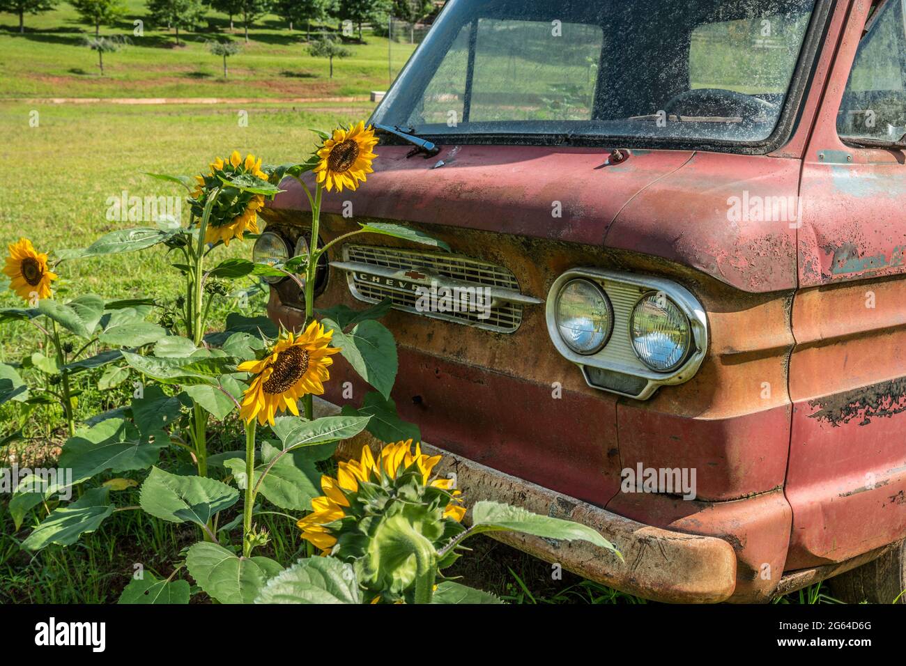 Rusty old 1960's Chevy corvair truck sitting in a sunflower field on a farm on a sunny day in summertime a closeup view Stock Photo