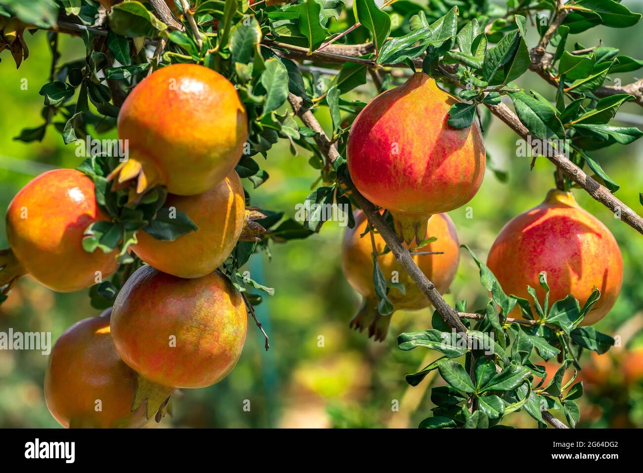 Close up  showing group  of Pomegranate fruits, Punica Granatum  hanging ,growing on branches in a garden . Stock Photo