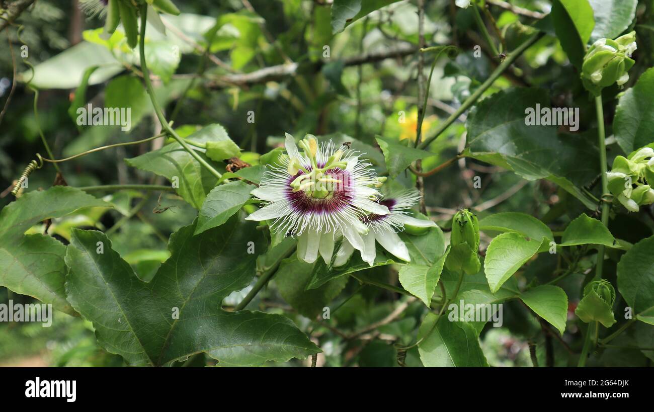 Close up of a passion fruit flower and sting less bee ready to land on the flower Stock Photo