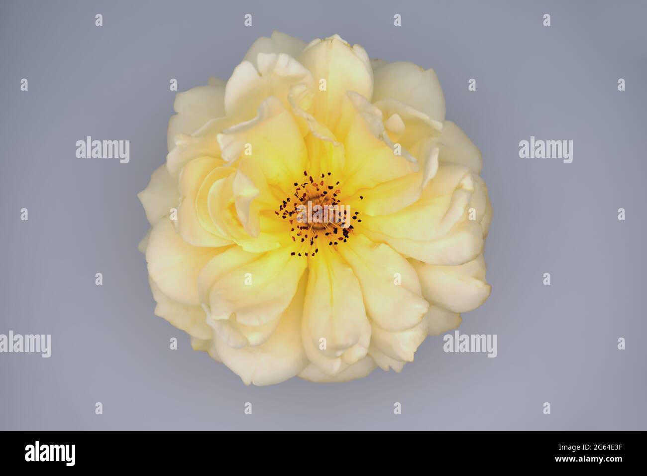 Beautiful bright yellow rose hi-res stock photography and images - Alamy