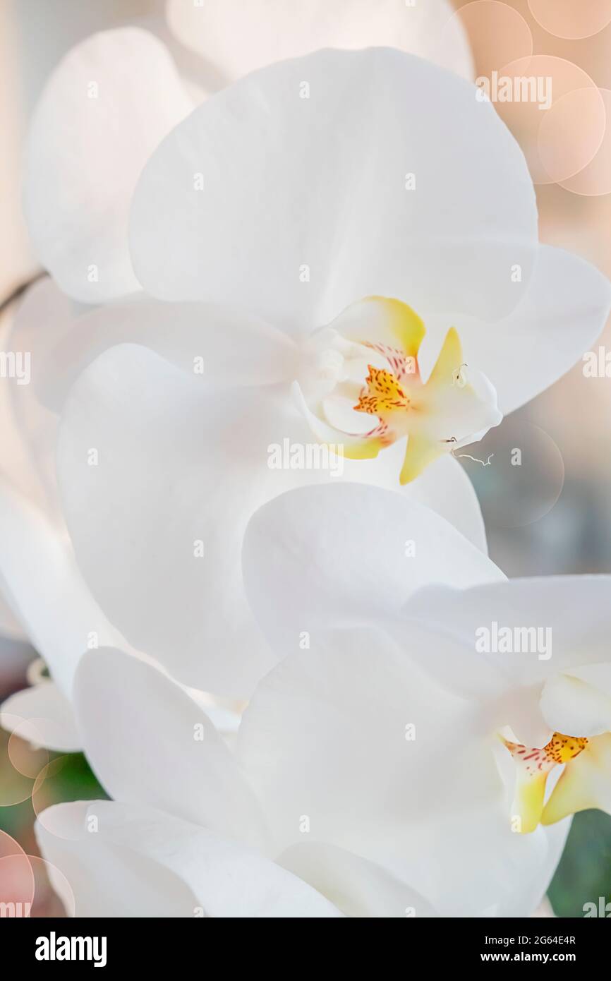 Orchid, flower background close-up. Vertical photo of a flowering phalaenopsis orchid. High quality photo Stock Photo