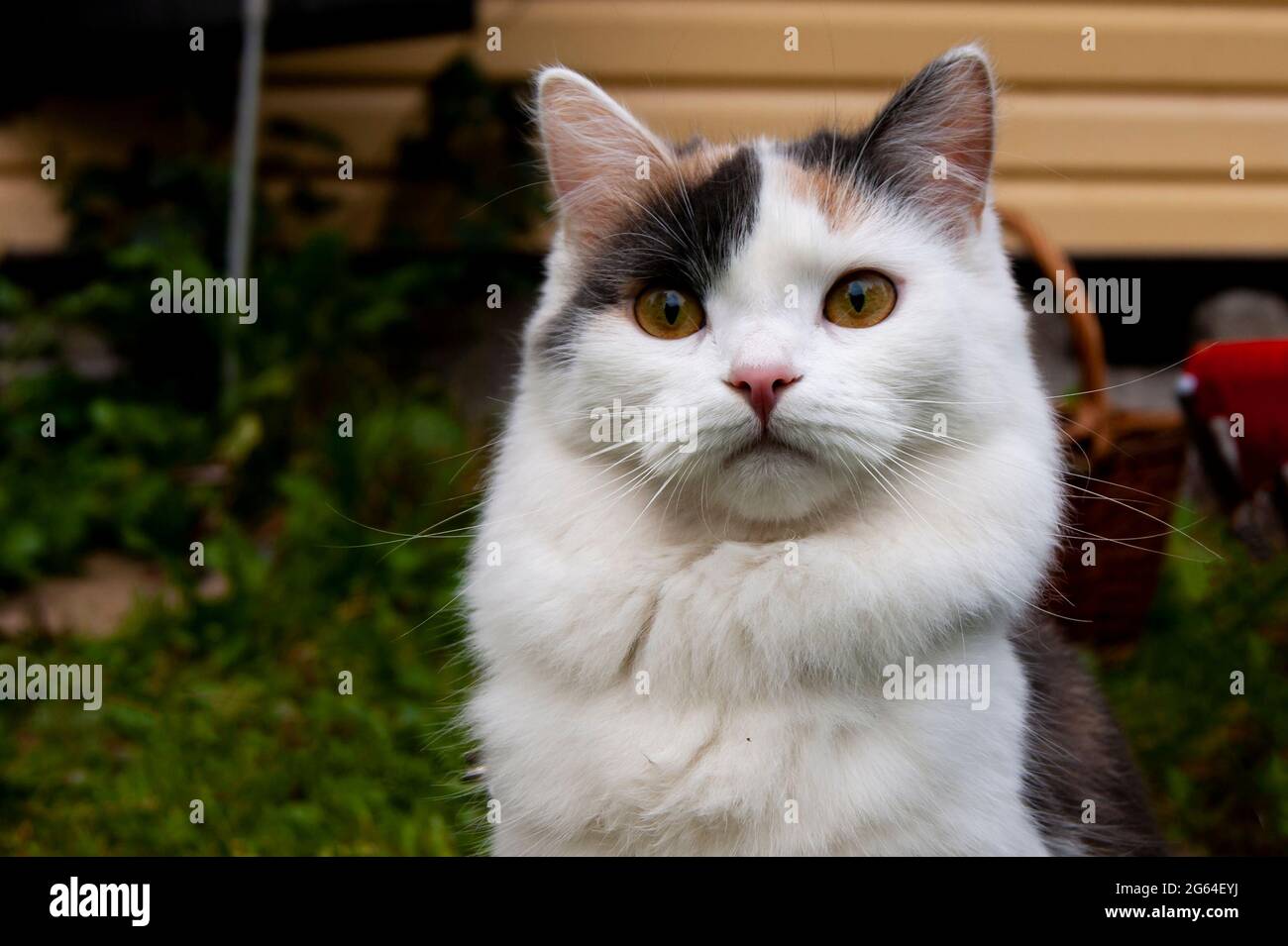 Surprised tricolor cat, walking in nature. Stock Photo