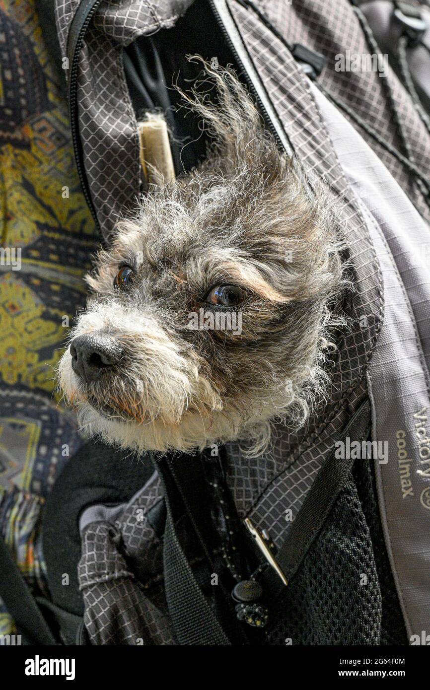 Do Small Dogs Like To Be Carried