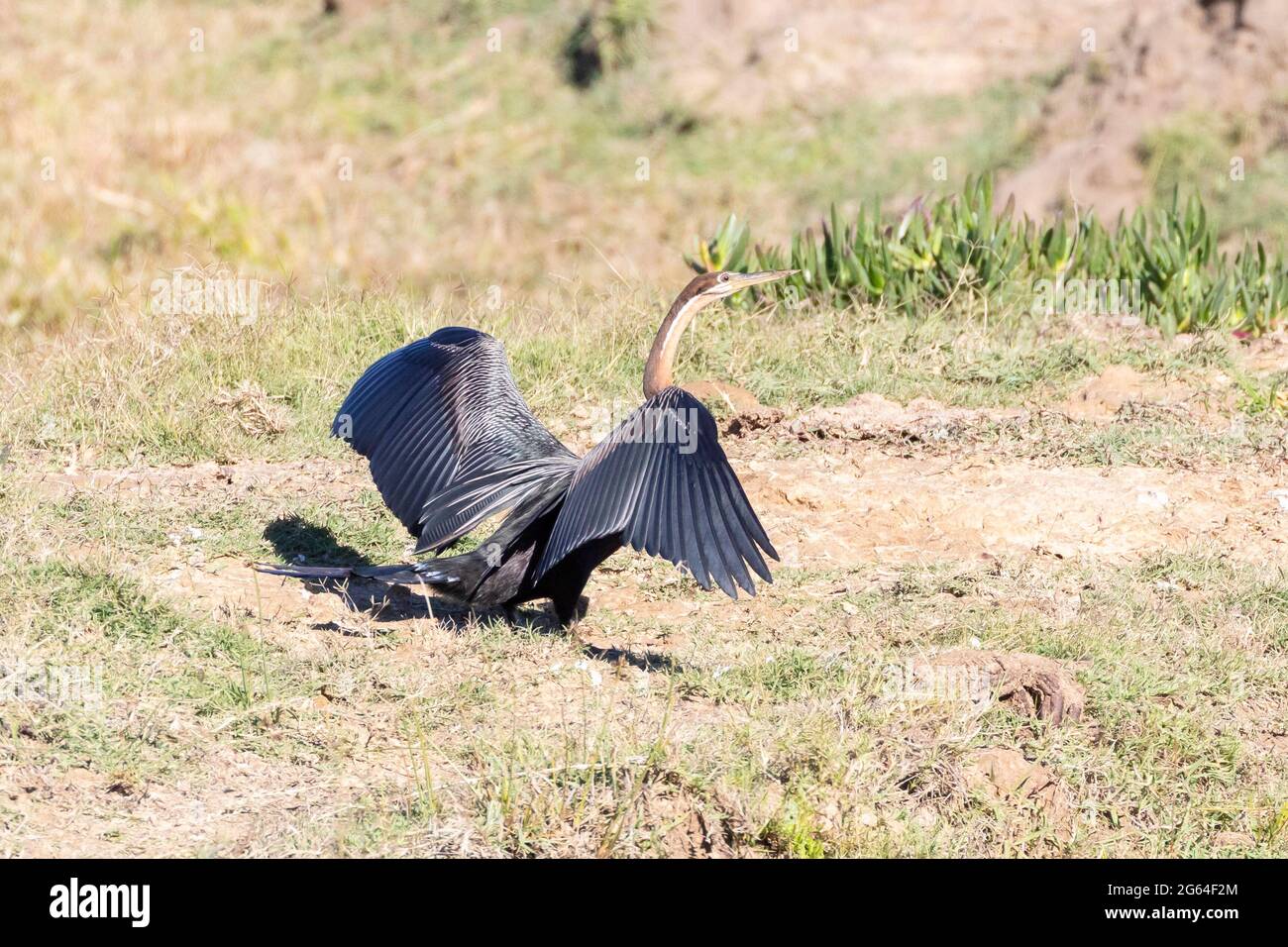 African darter (Anhinga rufa) , Western Cape, South Africa drying its wings  after diving. This bird has no oil in its feathers to reduce bouyancy whil  Stock Photo - Alamy