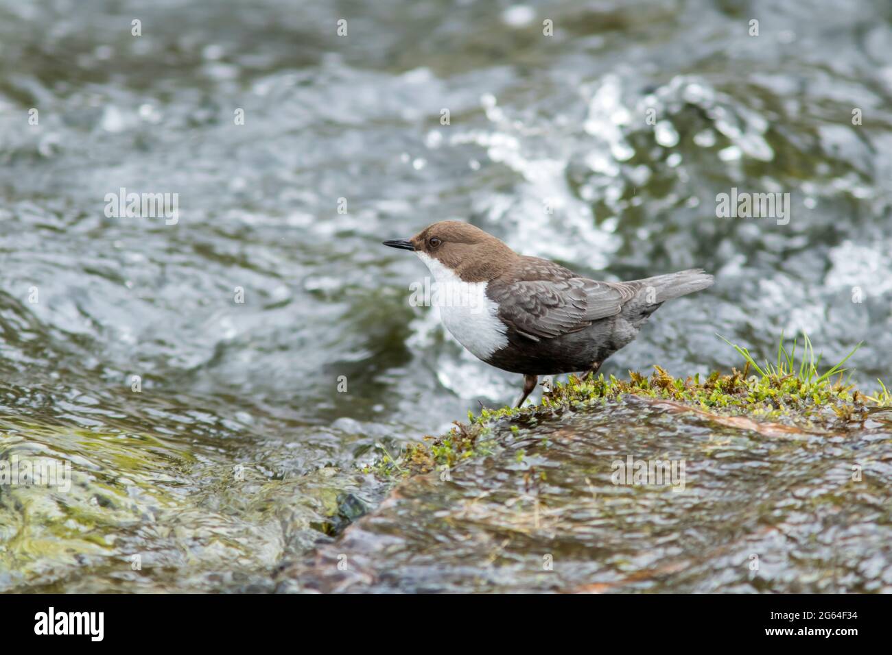 Norwegian national bird, White-throated dipper, Cinclus cinclus  standing on the rock in the river during summer in Finnish nature Stock Photo