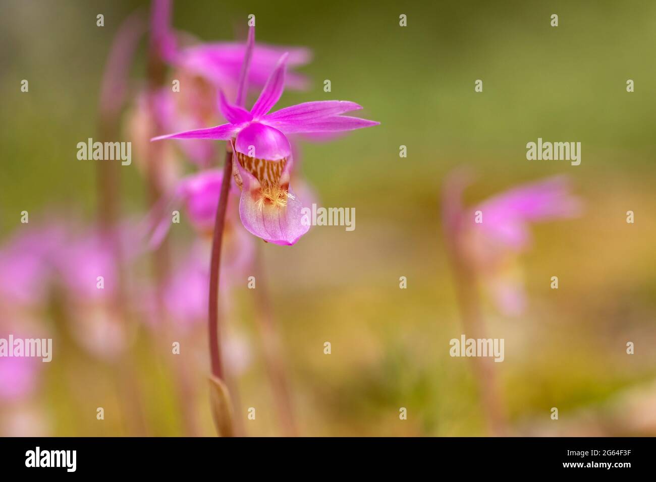 Beautiful wild orchid, calypso orchid, fairy slipper (Calypso bulbosa), blooming in spring in Finnish nature at Oulanka National Park Stock Photo