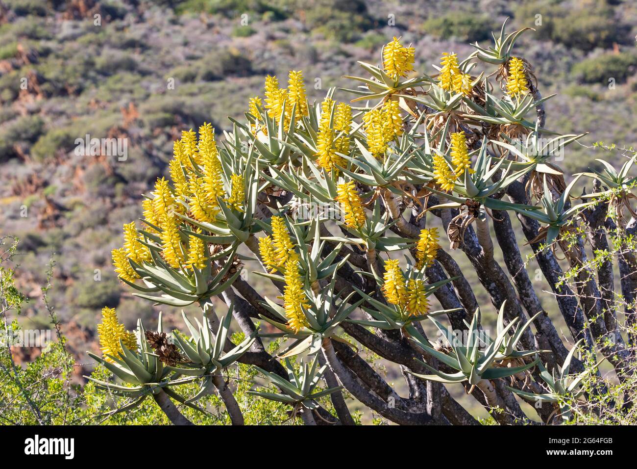 Aloidendron dichotomum, (Aloe dichotoma, Quiver Tree, Kokerboom) in flower. Indigenous to South Africa and Namibia Stock Photo