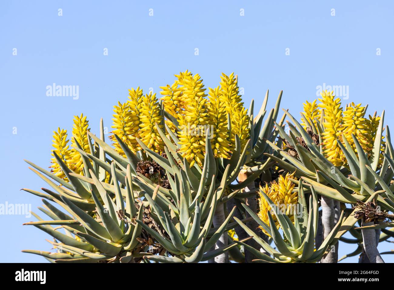 Aloidendron dichotomum, (Aloe dichotoma, Quiver Tree, Kokerboom) in flower. Indigenous to South Africa and Namibia Stock Photo