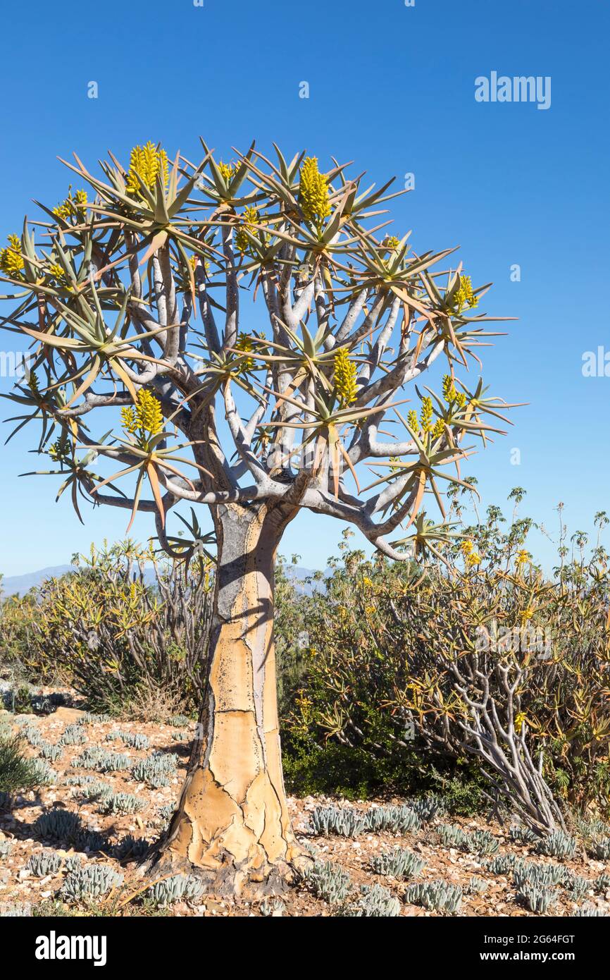 Aloidendron dichotomum, (Aloe dichotoma, Quiver Tree, Kokerboom) in flower. Endemic to Namibia and South Africa this aloe is under threat due to incre Stock Photo