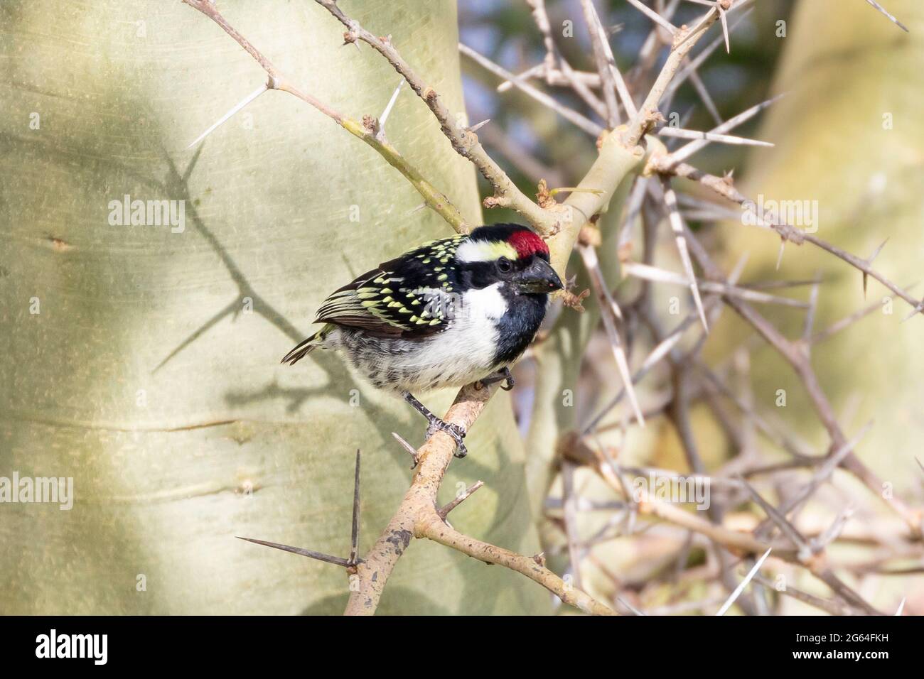 Acaia Pied Barbet (Tricholaema leucomelas) perched in a Fever Tree, Western Cape, South Africa Stock Photo